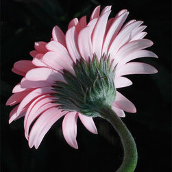 Gerbera Daisy #3 - Fine Art Prints