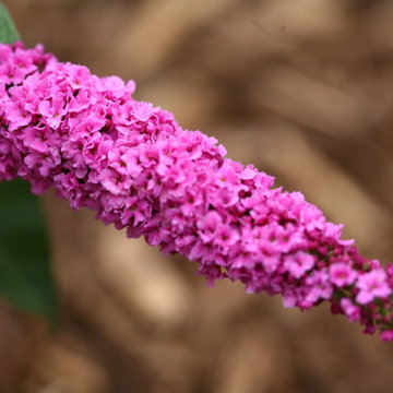 Lo & Behold® 'Pink Micro Chip' Butterfly Bush