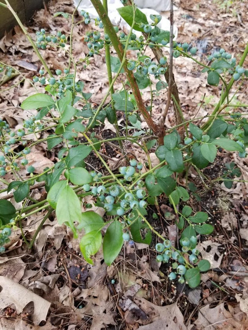 Blueberry bush ok?