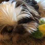 Foto von Sherry Defilippo