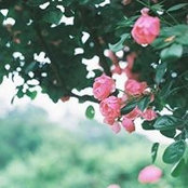 Sayoor Al-Humaidi's photo