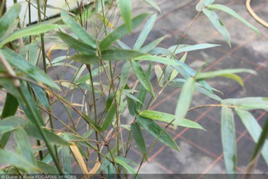 Bambusa tuldoides