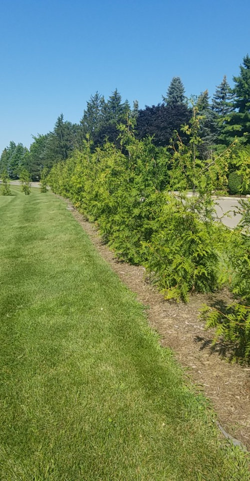 planting green giants