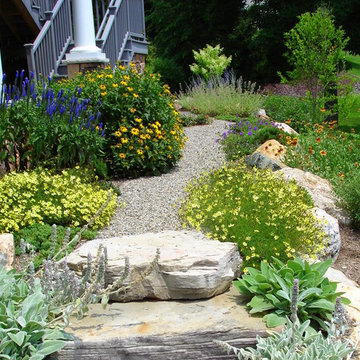 Salvia, Rudbeckia, Coreopsis, Lambs Ear
