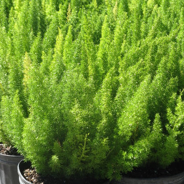 Individual Plant Photos # 1:Customer Aid (Not complete- hundreds will be here)