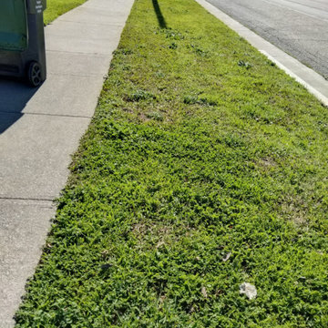 Backyard Cleanup and Tree Trimming Project
