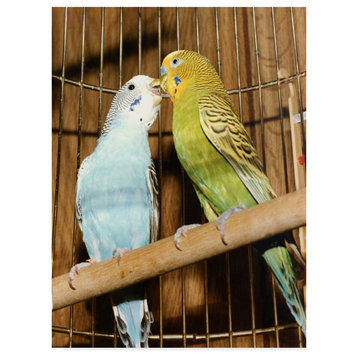 Audrey 'The Kiss Parakeets' Canvas Art