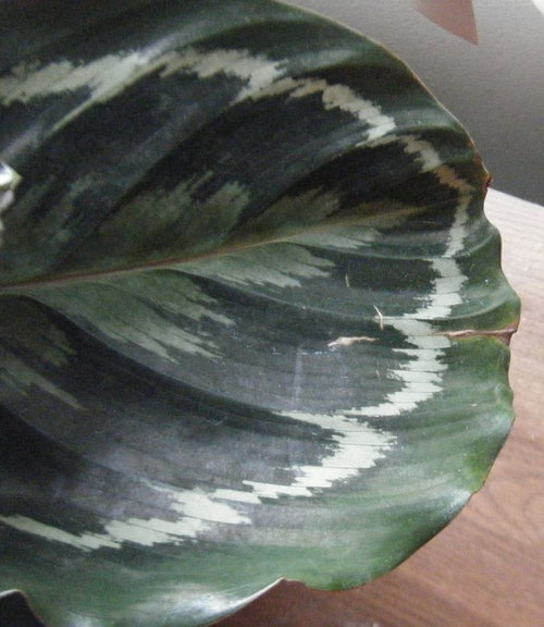 calathea dying comment
