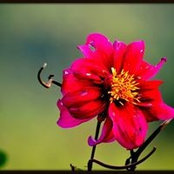 Angele Abela's photo