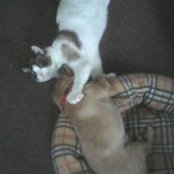 Joan Amell's photo