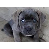 Rosa Nieves-Valdivia's photo