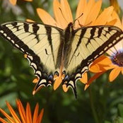 Seanne Gillen Saunders's photo