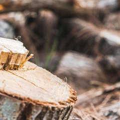 DF Stump Grinding