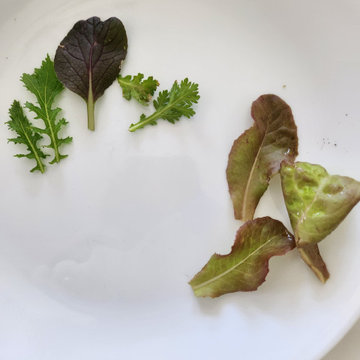 BALCONY GARDEN - an Edible and Ornamental Garden in the Sky