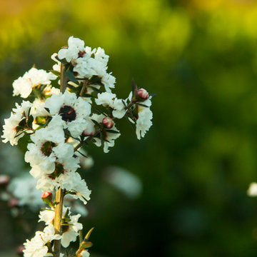 Plants in the Landscape