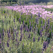 lavender