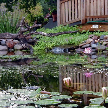 Peterson's Pond