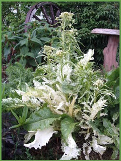 Armoracia rusticana 'Variegata' Variegated Horseradish | Houzz Forum