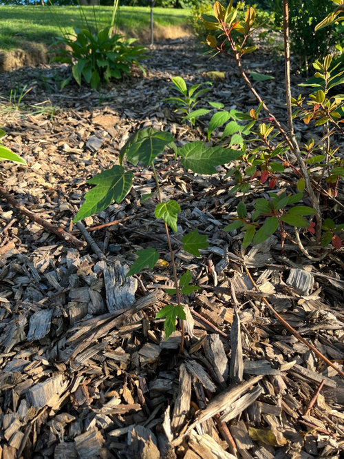 Transplanting volunteer maple trees?