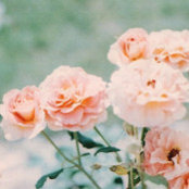 Isabella Soulier's photo