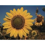 Patricia Duff's photo