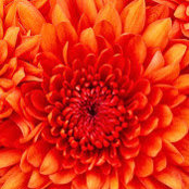 Salomon Weill's photo