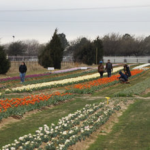 Tx tulip farm