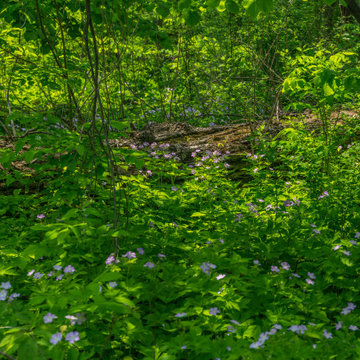 Native plants
