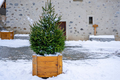 Tree Maintenance Essentials in Winter