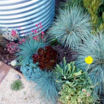 Secret garden in Berkeley