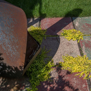 Creeping Jenny