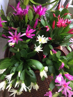 How's your Easter Cactus doing...any blooms?