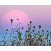 Deborah Behrens's photo