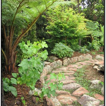 Pumpkin vine/ under tree