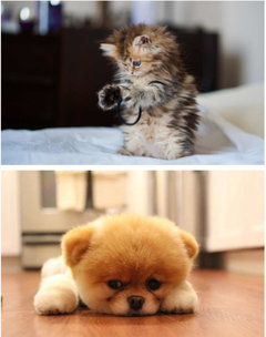 Pfotenduell Hund Oder Katze
