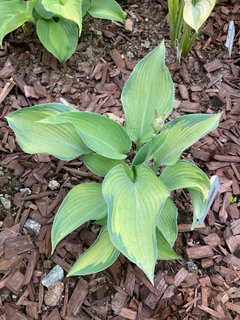 Hosta B 2023 ........................