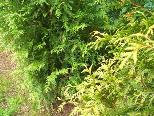 One of 30 Green Giant Arborvitae turning yellow