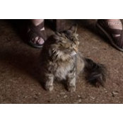 Ying Zhang's photo