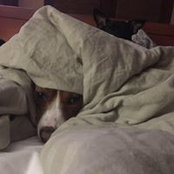 Candice Burstens billede