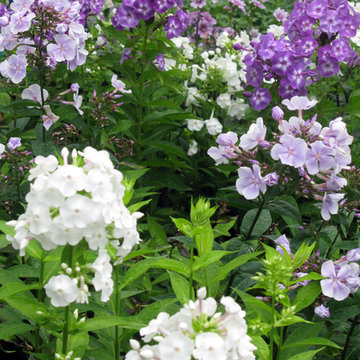 Perennials