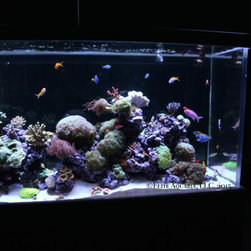 300 Gallon Reef Aquarium - Terrariums