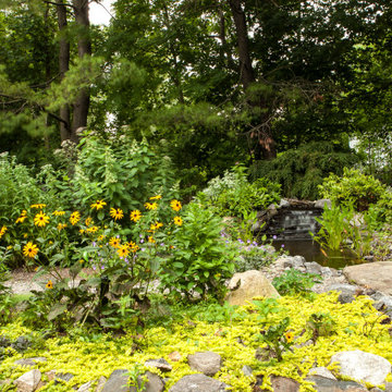 Native Plant, Lawn Replacement Landscape