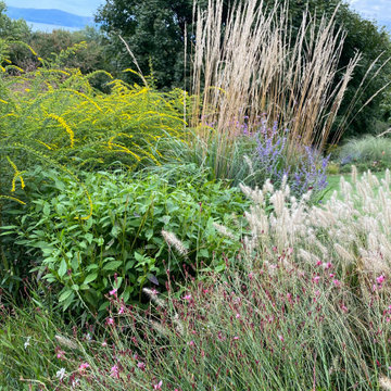 Wild Pollinator Garden