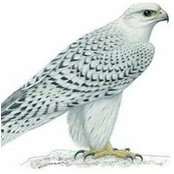 Faisal Kinathiyil's photo