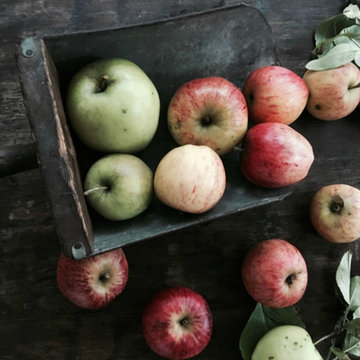 G A R D E N - The Edible Garden