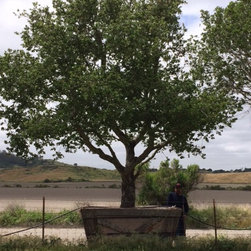 Live Oak Tree - Products