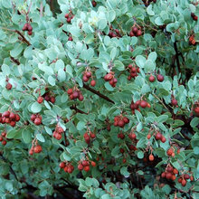 native Landscaping