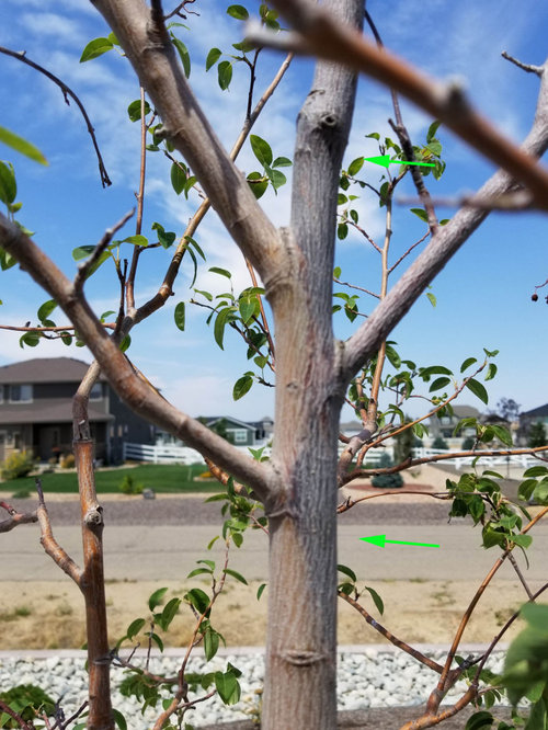 Serviceberry tree help half of it looks dead what should I do?