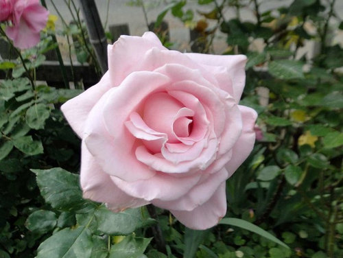 Roses 