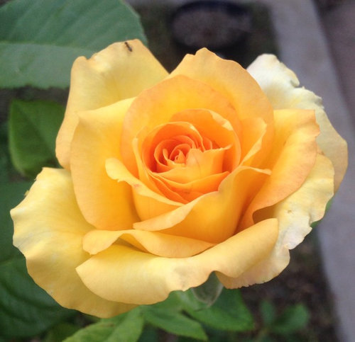Some favorite newly planted in 2018 roses